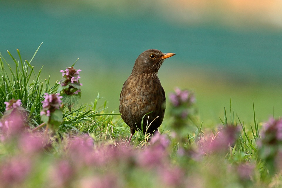 shallow depth of field, aperture example